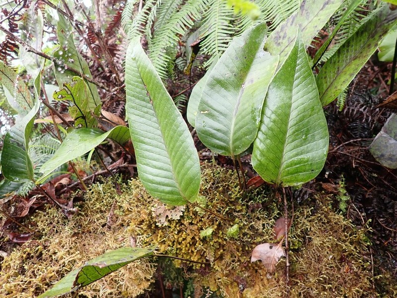 Selliguea plantaginea photo 6