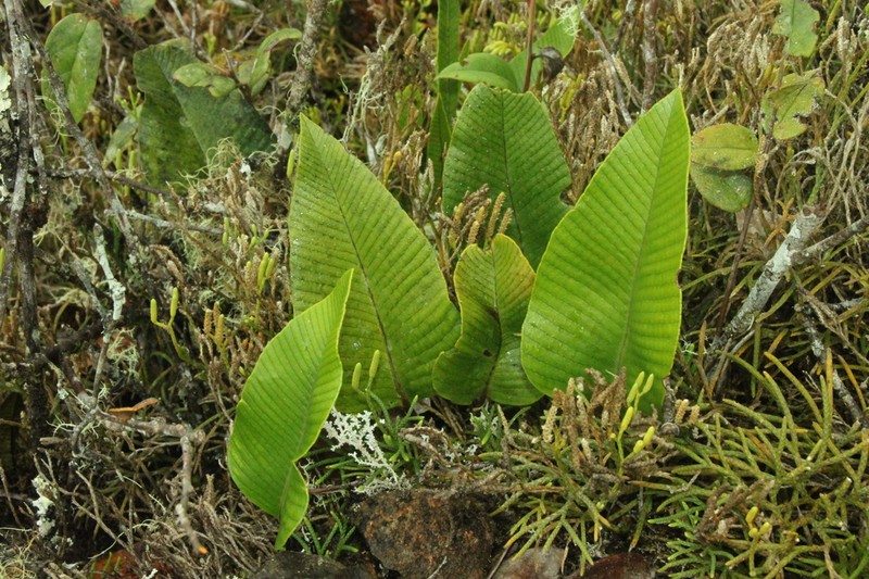 Selliguea plantaginea photo 7