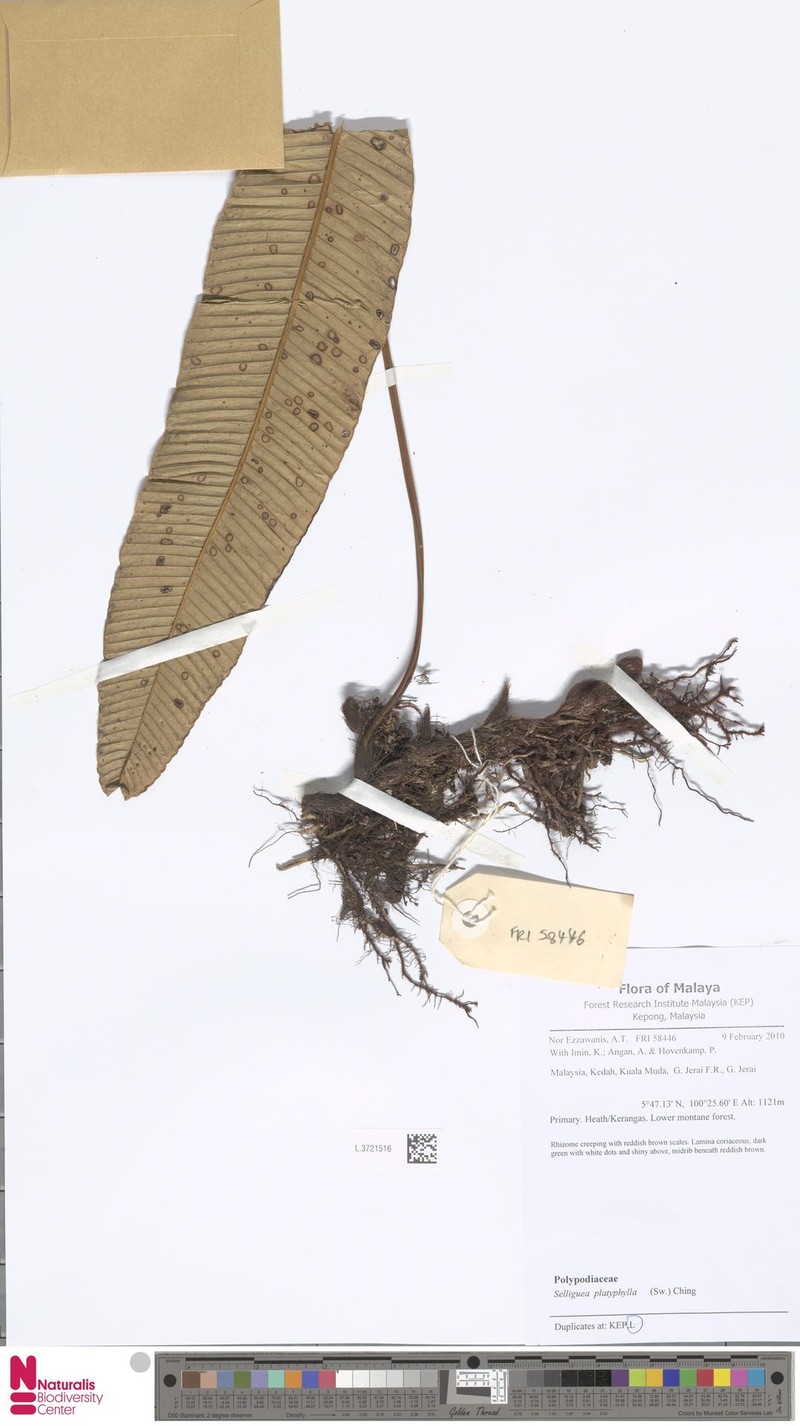 Selliguea platyphylla
