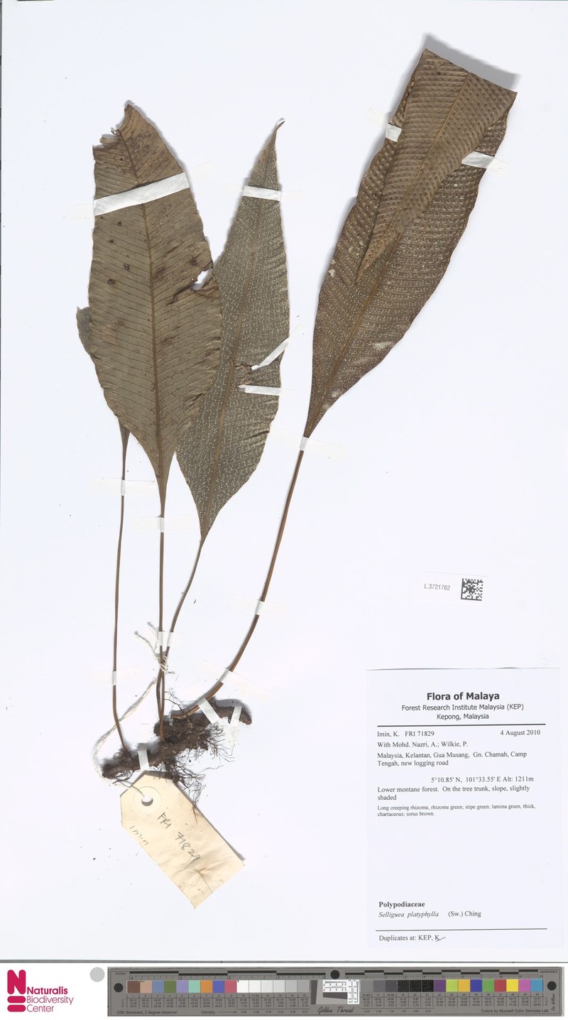 Selliguea platyphylla photo 2