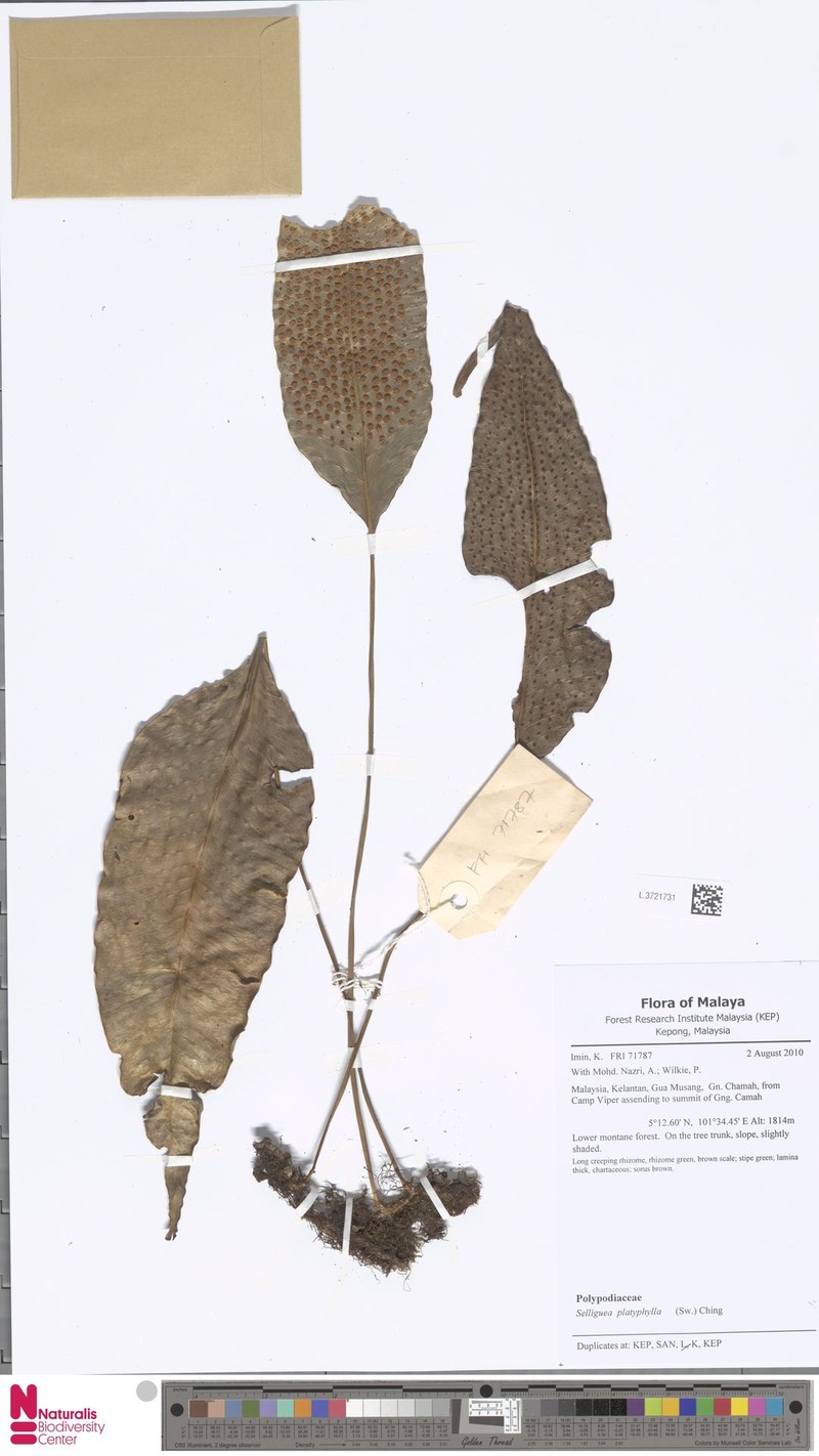 Selliguea platyphylla photo 3
