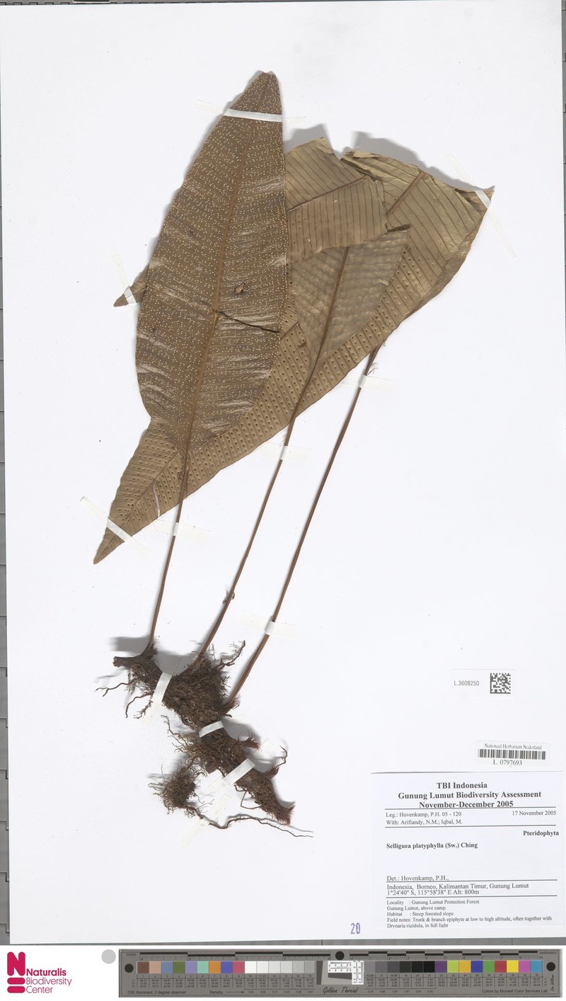 Selliguea platyphylla photo 4