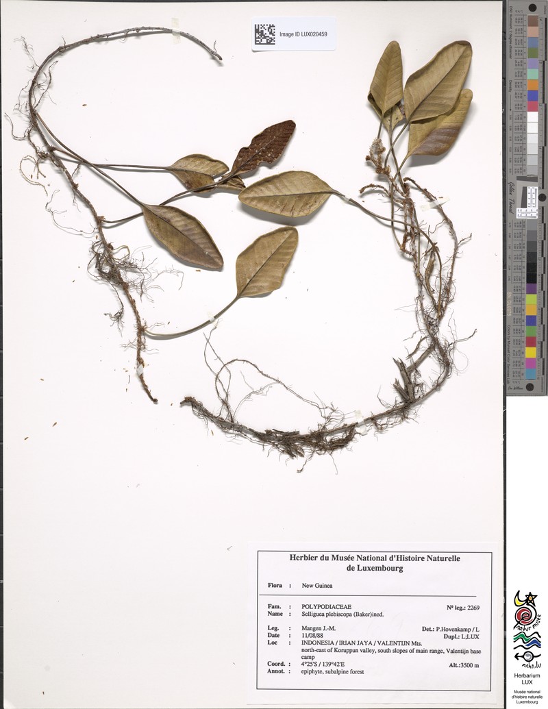 Selliguea plebiscopa