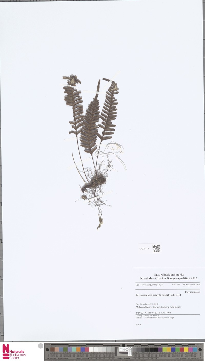 Selliguea proavita