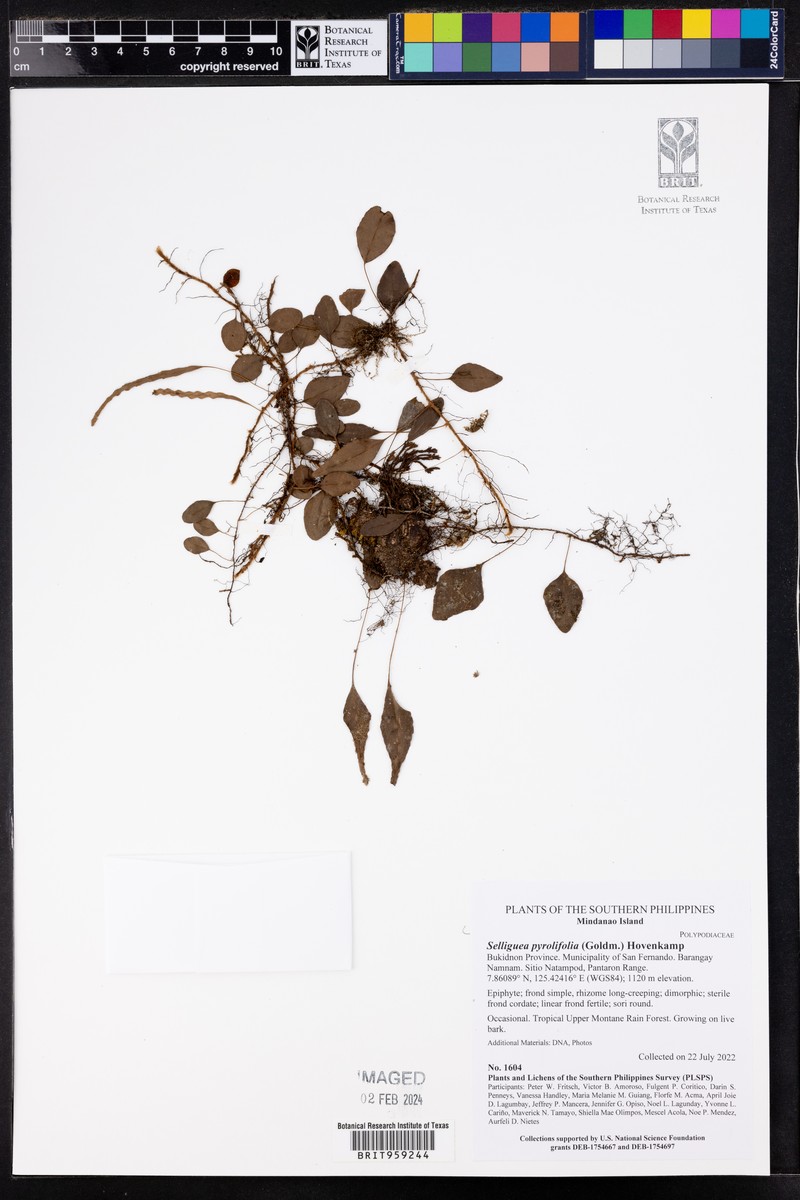 Selliguea pyrolifolia