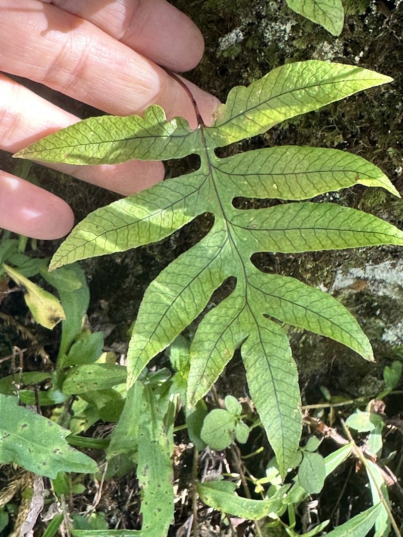 Selliguea quasidivaricata