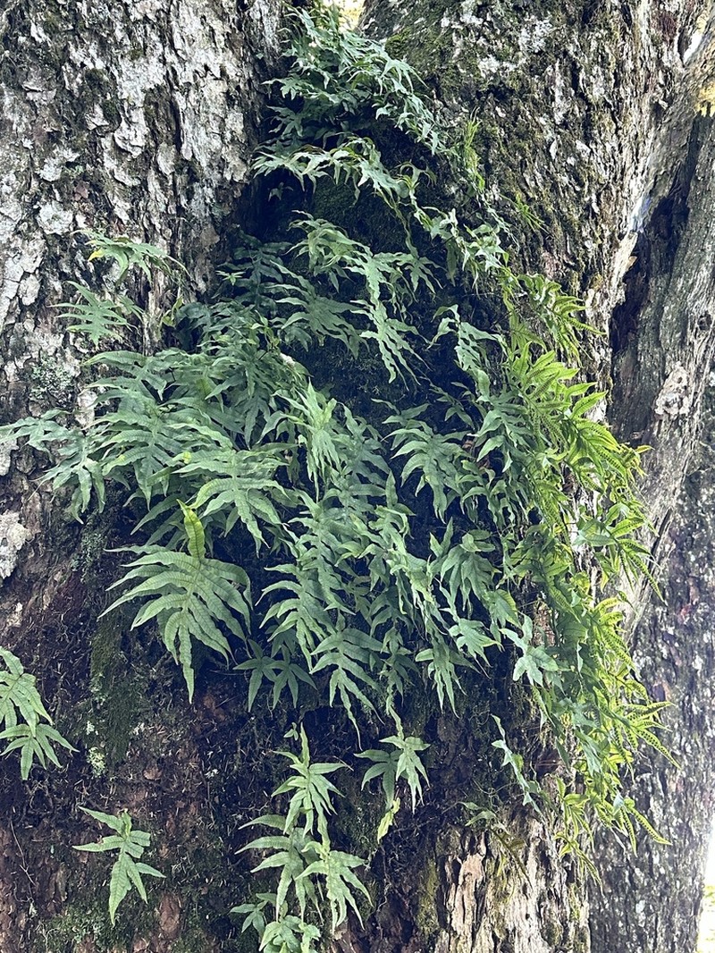 Selliguea quasidivaricata photo 2