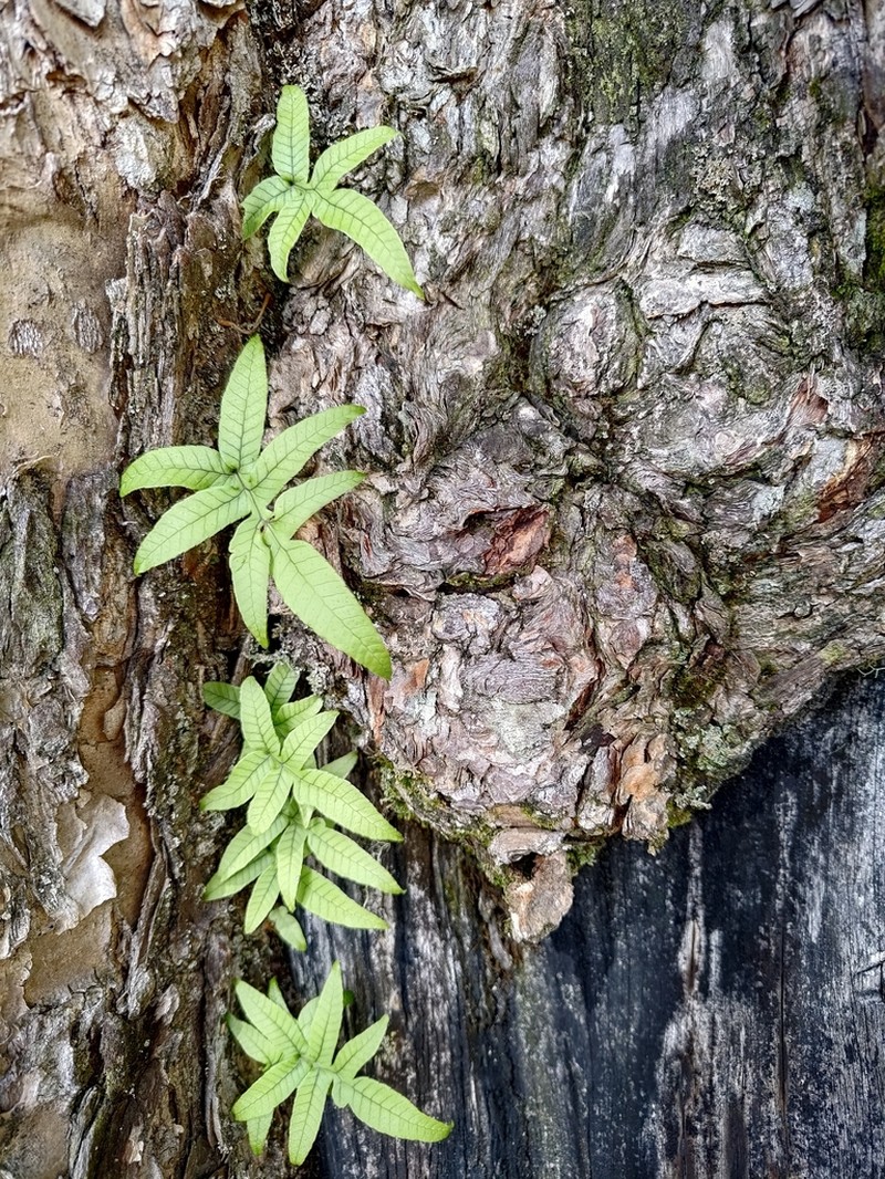 Selliguea quasidivaricata photo 3