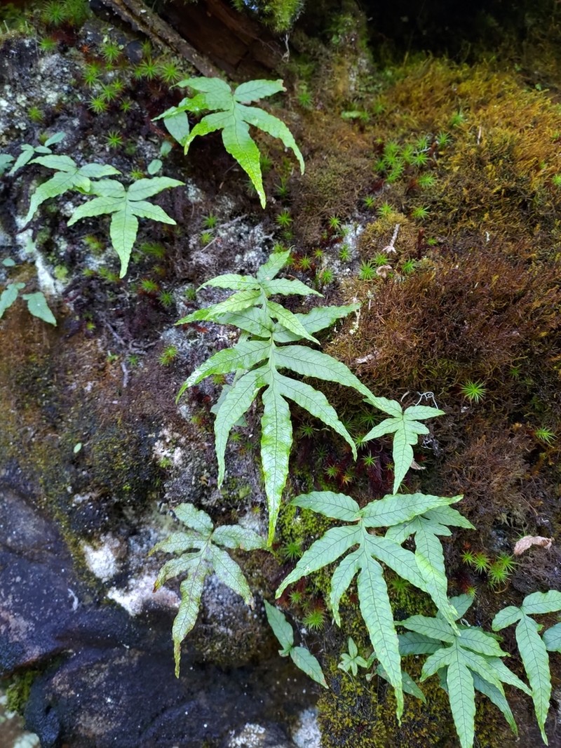 Selliguea quasidivaricata photo 6