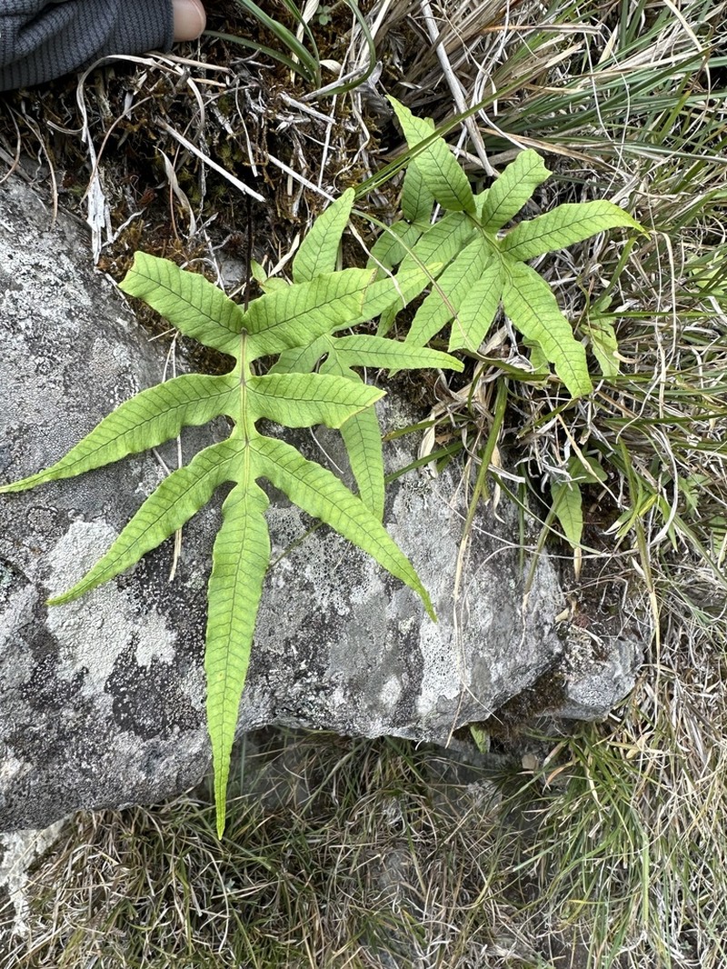 Selliguea quasidivaricata photo 8