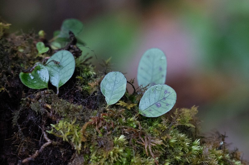 Selliguea rhynchophylla