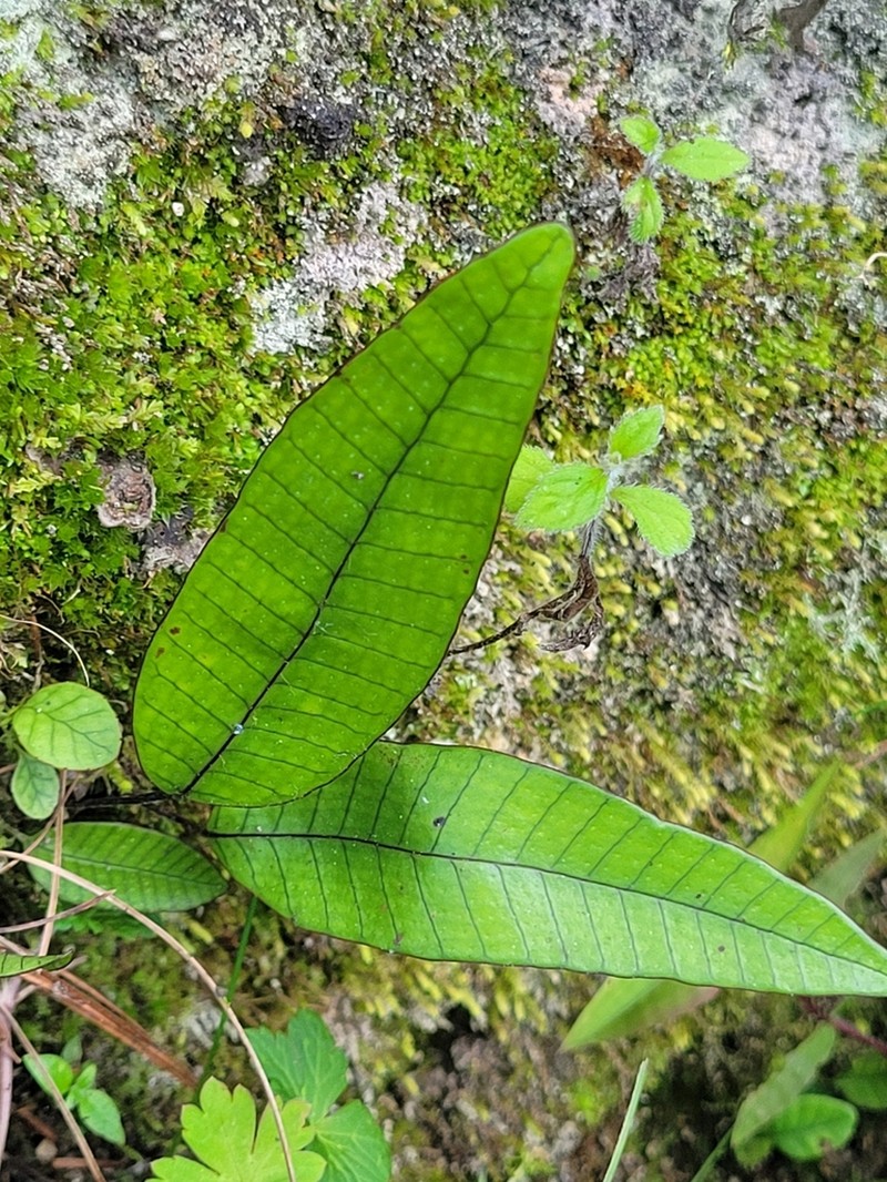 Selliguea rhynchophylla photo 2
