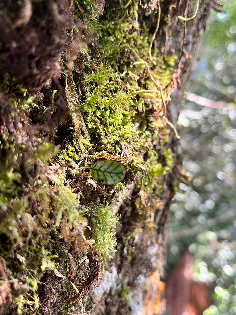 Selliguea rhynchophylla photo 3