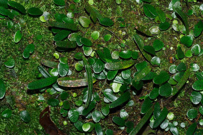 Selliguea rhynchophylla photo 4
