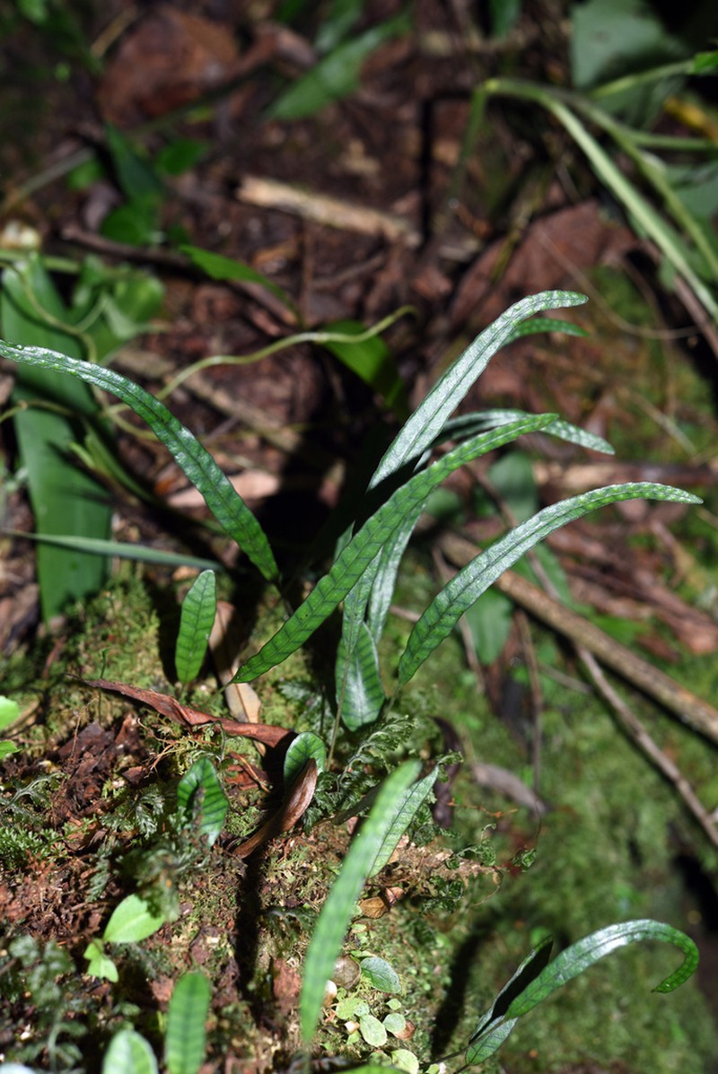 Selliguea rhynchophylla photo 6