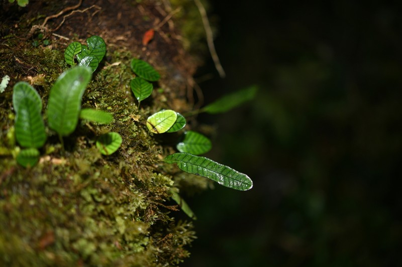 Selliguea rhynchophylla photo 7
