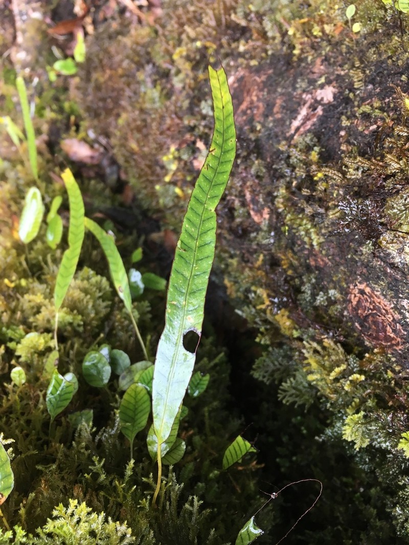 Selliguea rhynchophylla photo 8