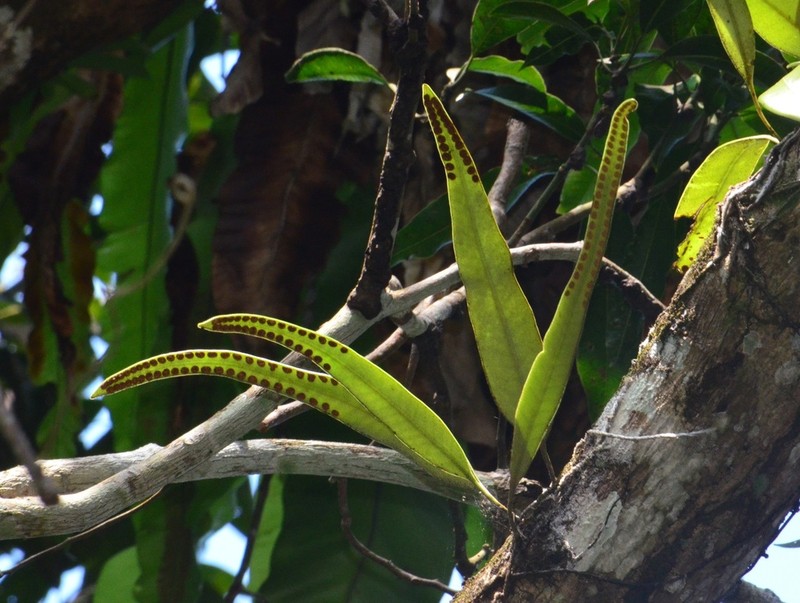 Selliguea stenophylla