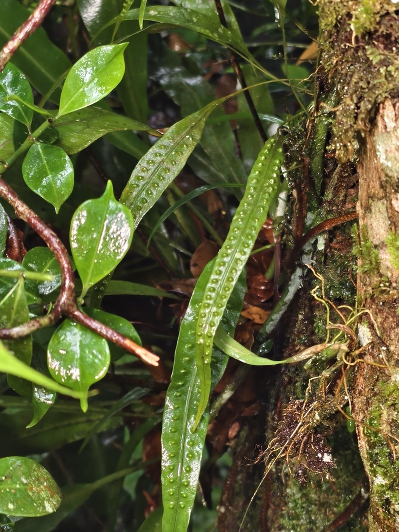 Selliguea stenophylla photo 2