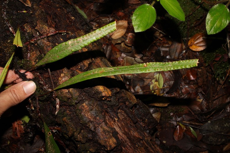 Selliguea stenophylla photo 3