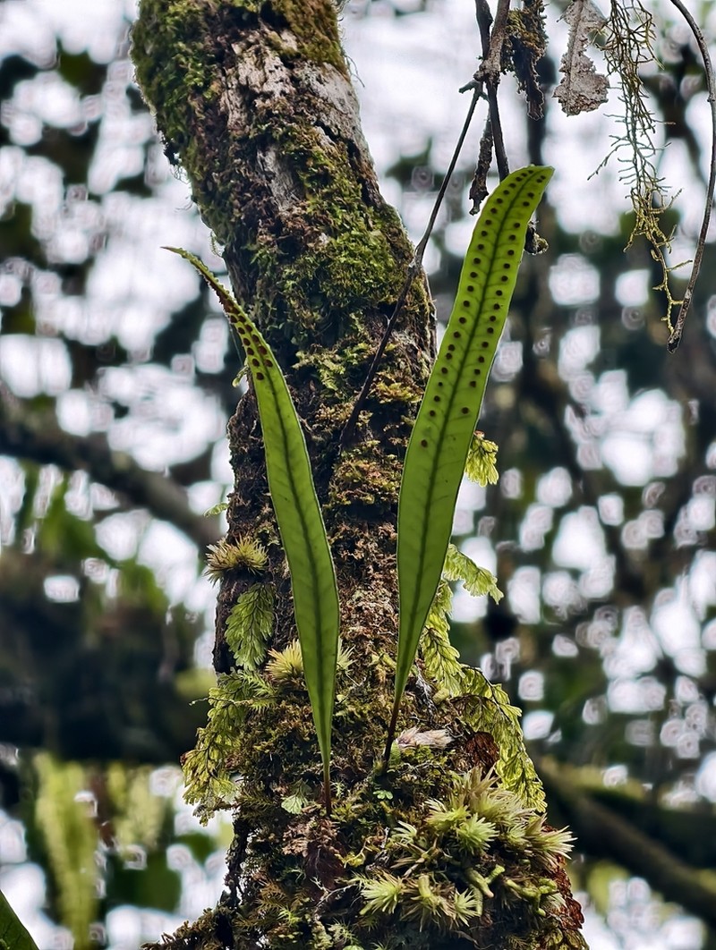 Selliguea stenophylla photo 4