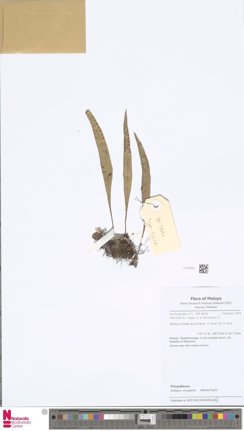 Selliguea stenophylla photo 6