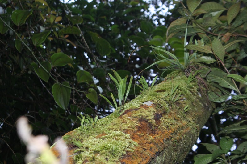 Selliguea subsparsa photo 6