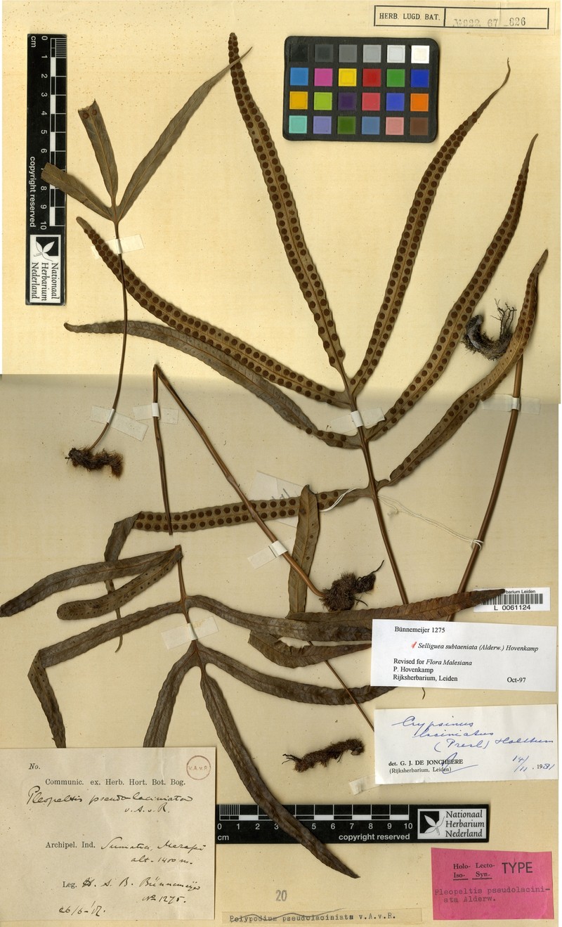Selliguea subtaeniata