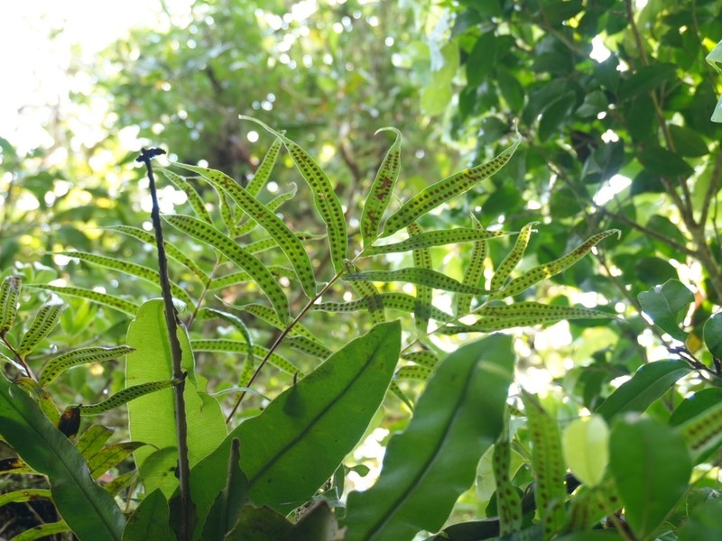 Selliguea taeniata