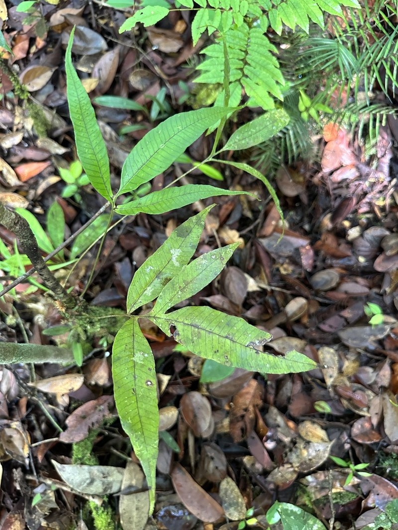 Selliguea taeniata photo 2