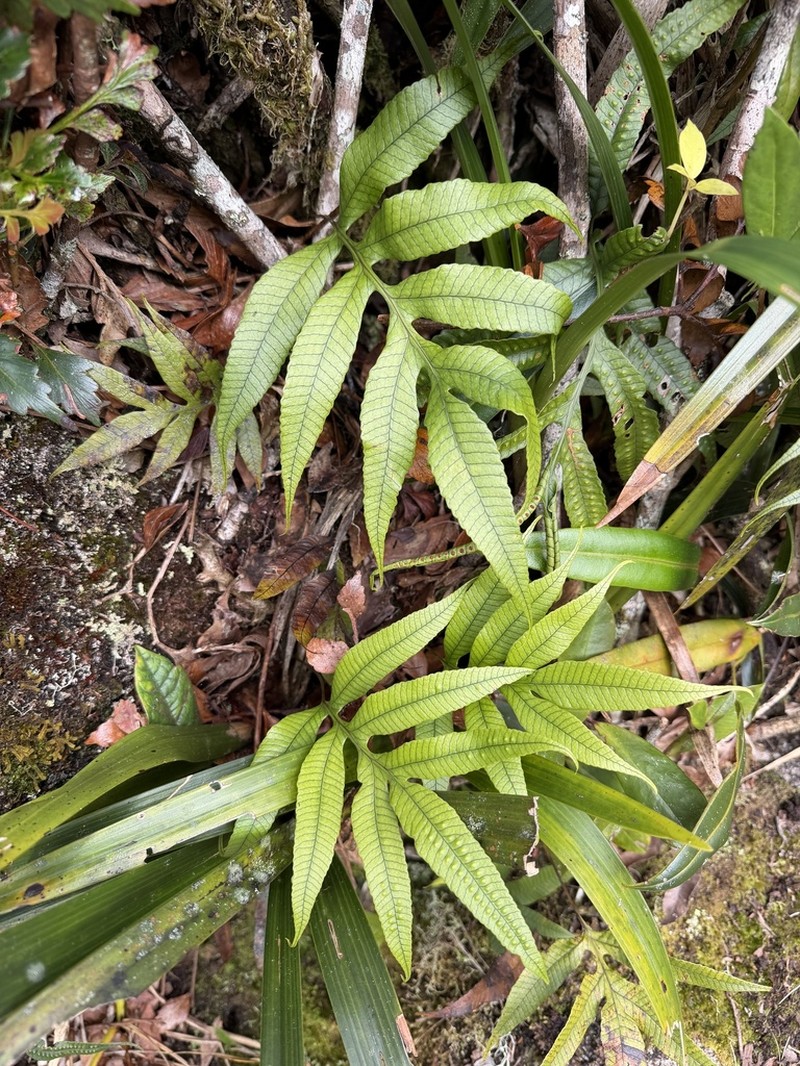 Selliguea taeniata photo 5