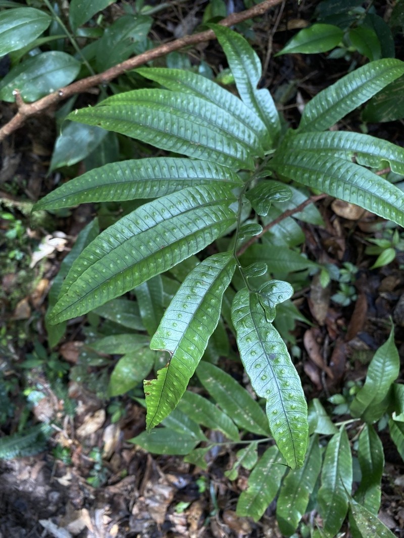 Selliguea taeniata photo 6
