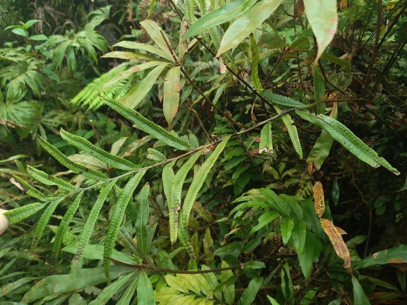 Selliguea taeniata photo 7