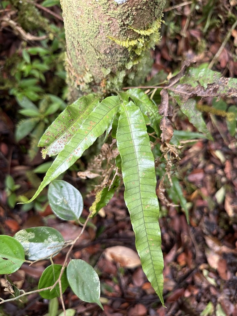 Selliguea taeniata photo 8