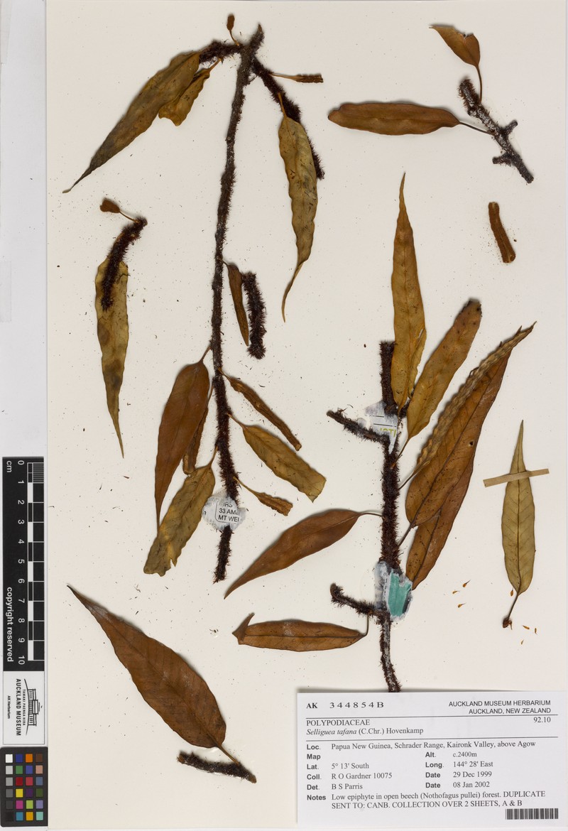 Selliguea tafana