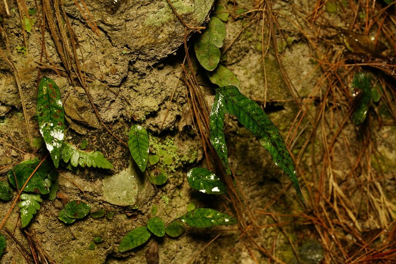 Selliguea taiwanensis