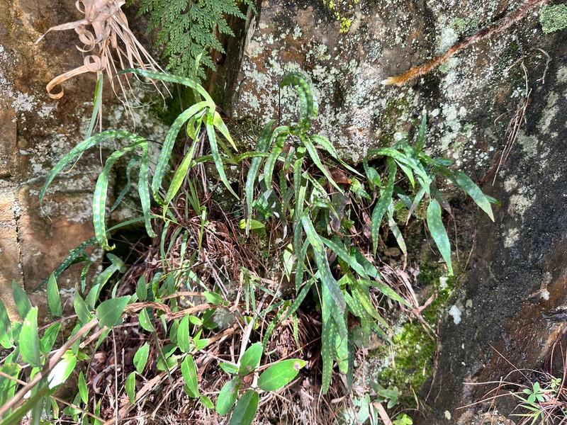 Selliguea taiwanensis photo 2