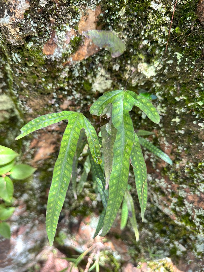 Selliguea taiwanensis photo 3