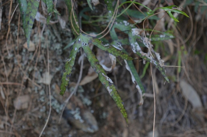 Selliguea taiwanensis photo 5