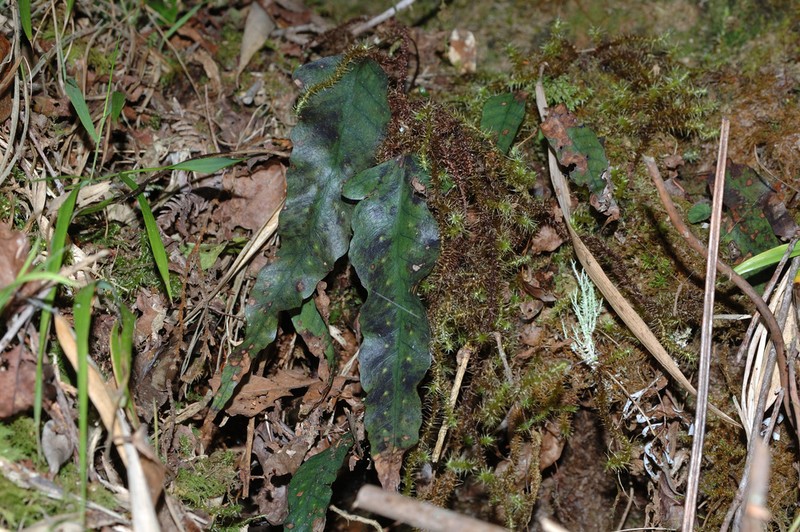 Selliguea taiwanensis photo 6