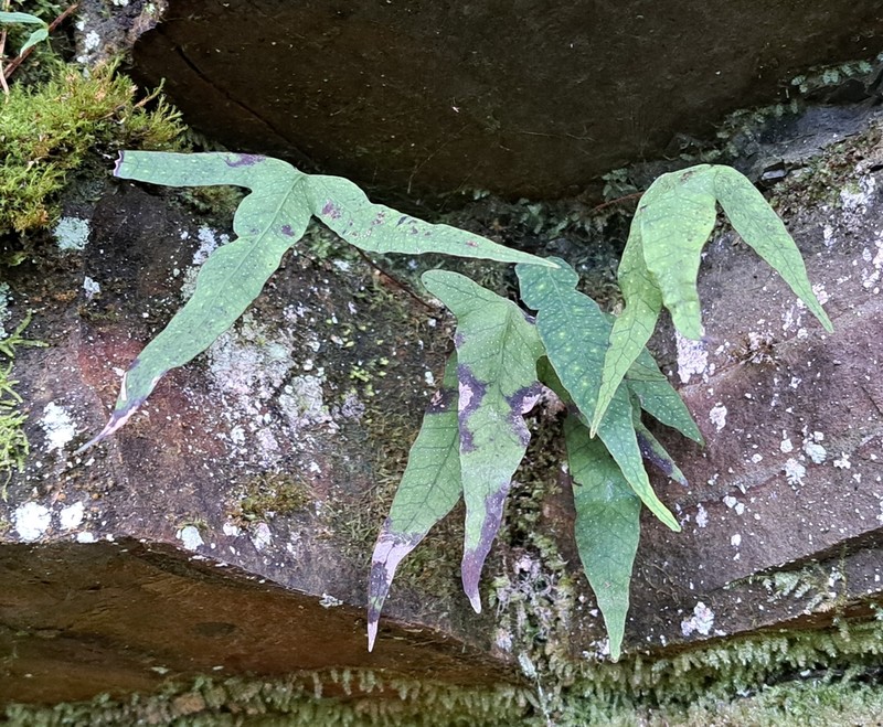 Selliguea taiwanensis photo 7