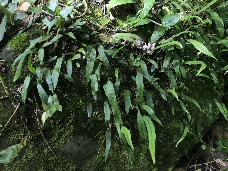 Selliguea taiwanensis photo 8