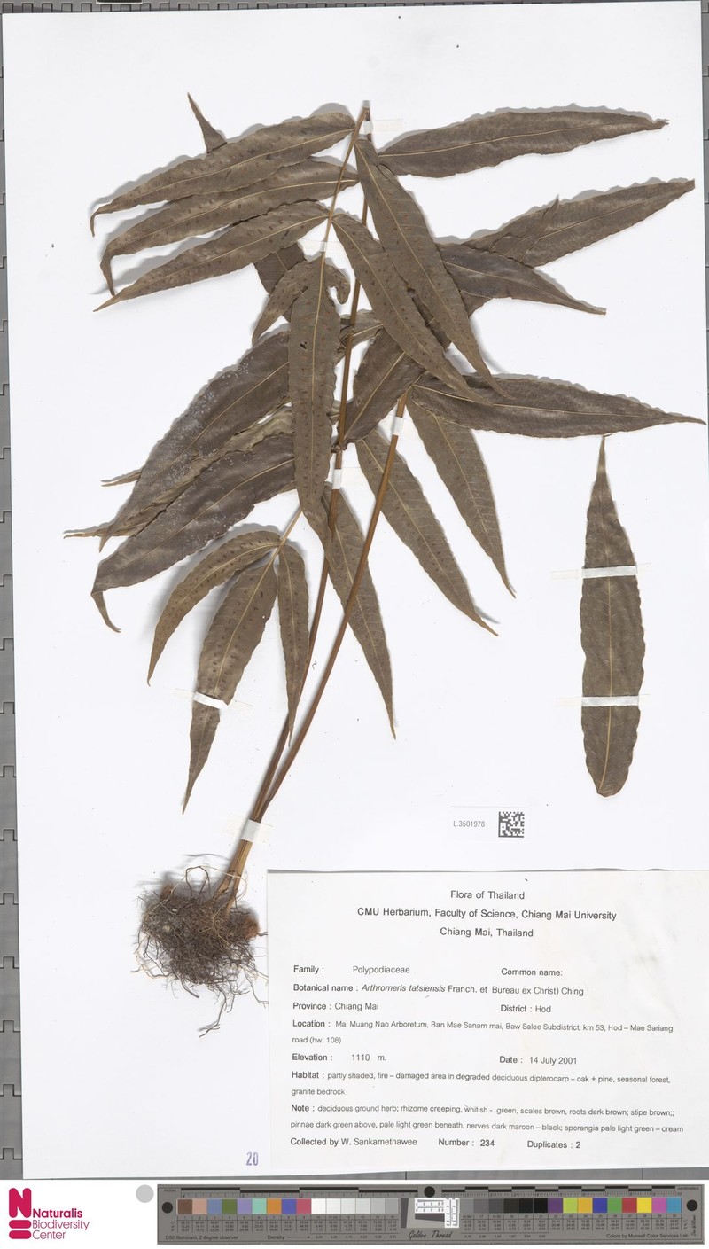 Selliguea tatsienensis