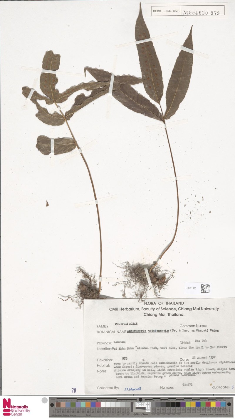 Selliguea tatsienensis photo 2