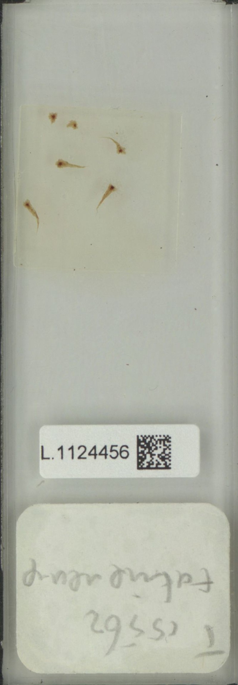 Selliguea tatsienensis photo 3