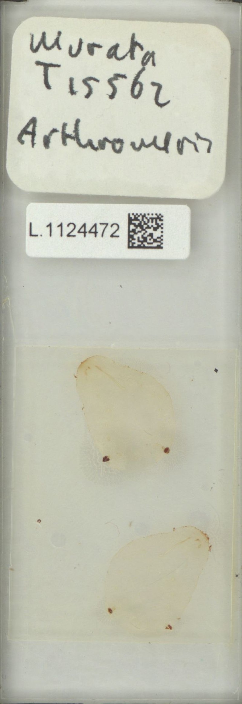 Selliguea tatsienensis photo 4