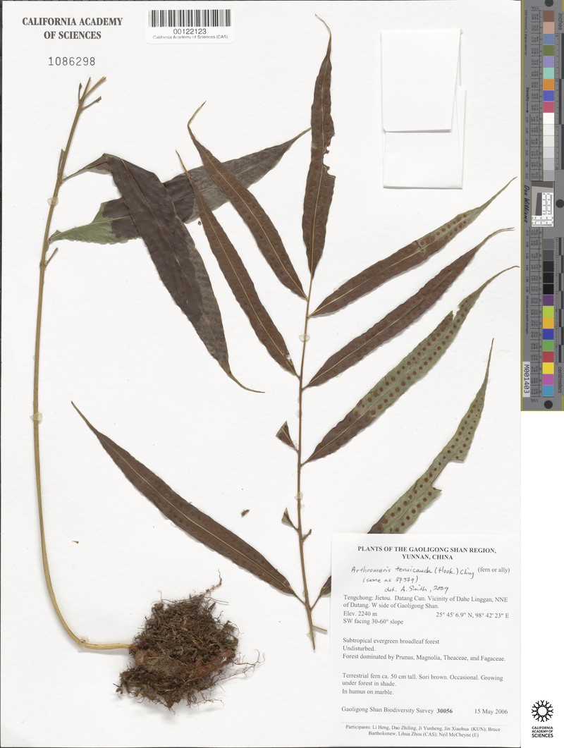 Selliguea tenuicauda