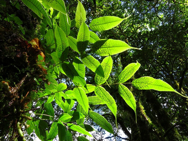 Selliguea tomentosa