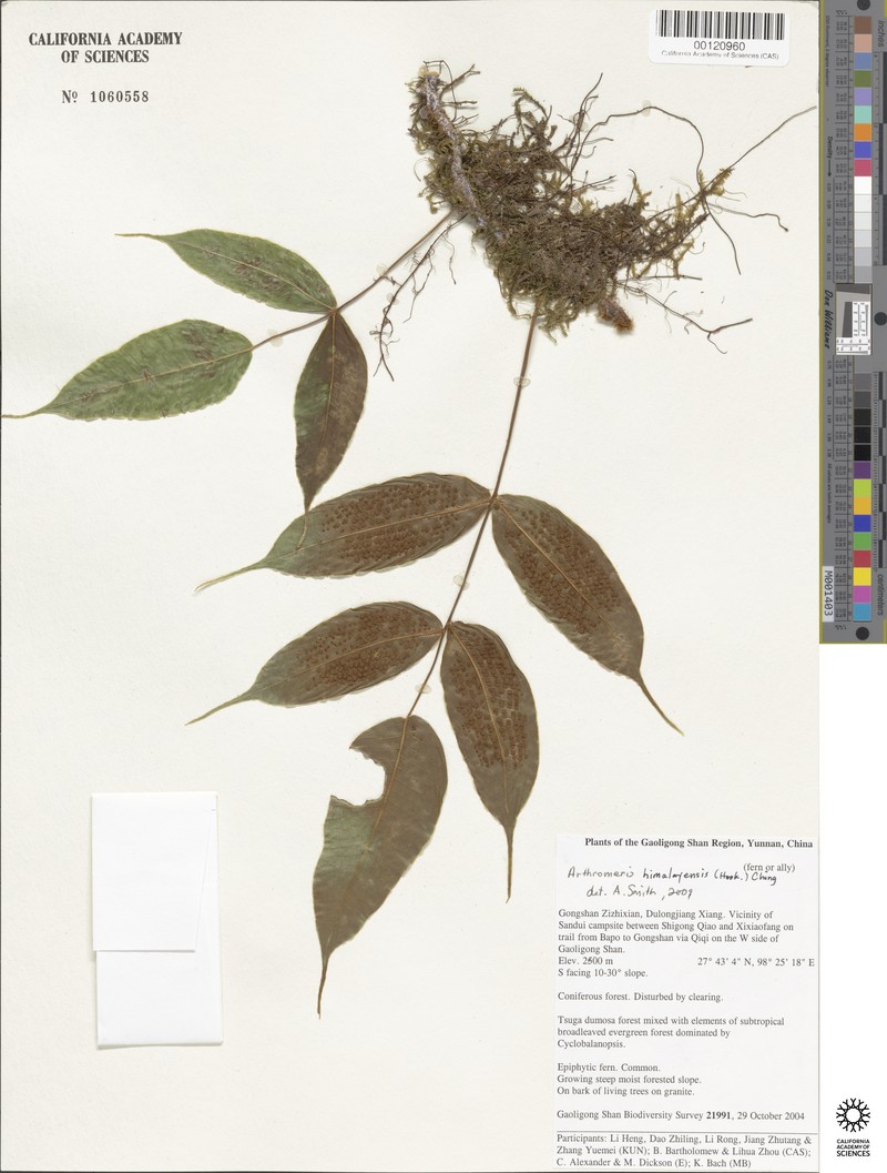 Selliguea tomentosa photo 2