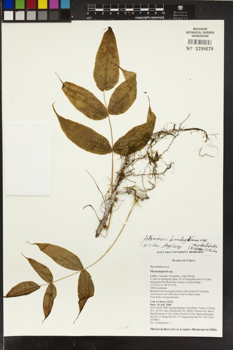 Selliguea tomentosa photo 5